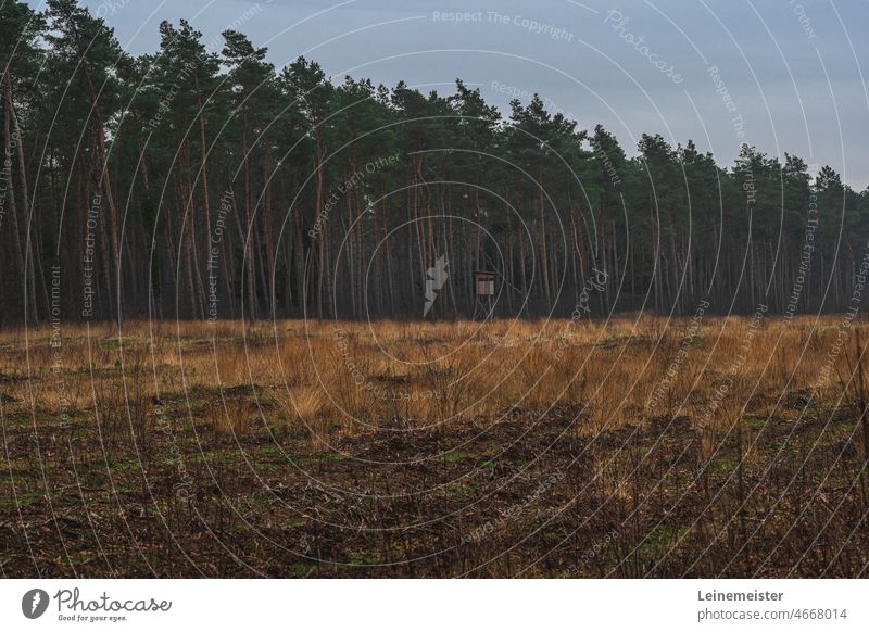 Hochsitz auf einer Lichtung mit Kiefernwald im Hintergrund im Winter ohne Schnee Nadelwald Jagd Ansitz Holz Emsland Trist Bäume Natur Tristesse