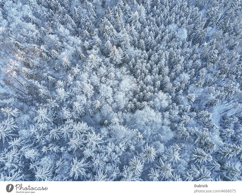 Luftaufnahme eines schneebedeckten Waldes Winter Schnee Antenne Berge u. Gebirge Baum Natur Hintergrund Landschaft Flug Waldgebiet Dröhnen verschneite Polen