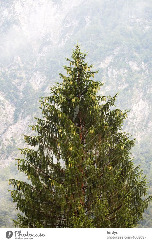 Einzelne Fichte im Gebirge. Felsiger Berghang im Hintergrund. Nadelholz Baum einzeln frisch gesund formatfüllend Fichtenzapfen Berge u. Gebirge