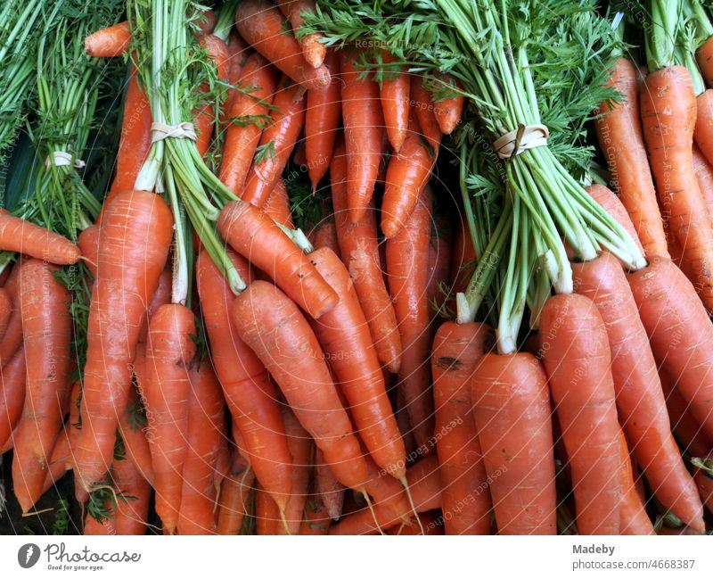 Frische Karotten und Möhren auf dem Wochenmarkt  in Oerlinghausen bei Bielefeld am Hermannsweg im Teutoburger Wald in Ostwestfalen-Lippe Gemüse Daucus carota