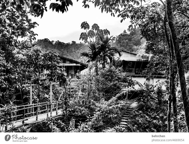 lebe lieber ungewöhnlich | mitten im regenwald Idylle Flussufer Palme Natur fantastisch traumhaft besonders wunderschön Asien exotisch Brücke Landschaft Urwald