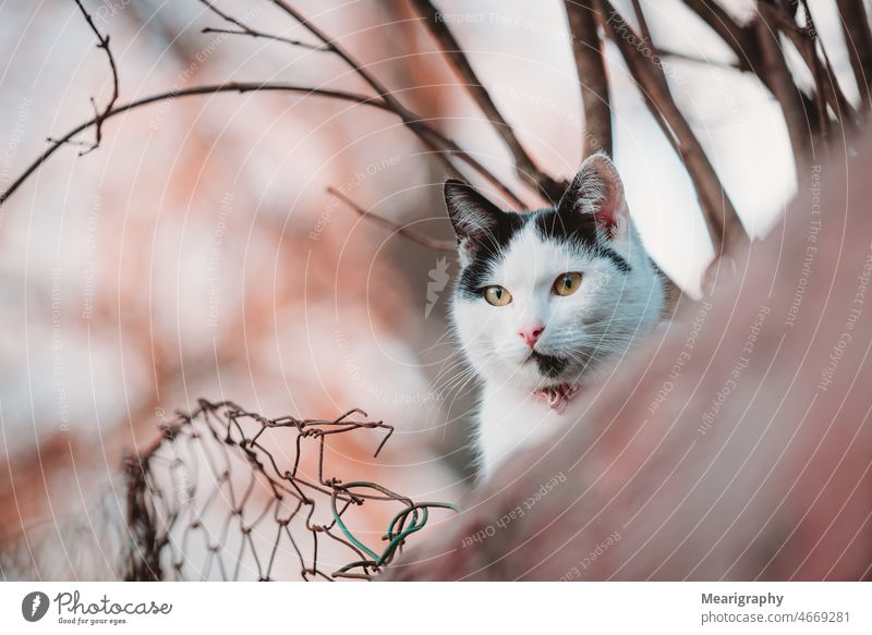 Eine Katze auf einem Zaun, die nach vorne schaut Katzenbaby Tiere orange niedlich bezaubernd im Freien Hinterhof Auge fluffig katzenhaft Fell Haustiere schön