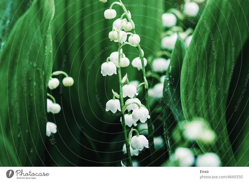 Maiglöckchen im Frühling Frühlingsblumen wachsend Wald Wildblume Blume grün Natur Pflanze weiß Lilien Blumen Tal Blatt Garten convallaria geblümt Blütezeit