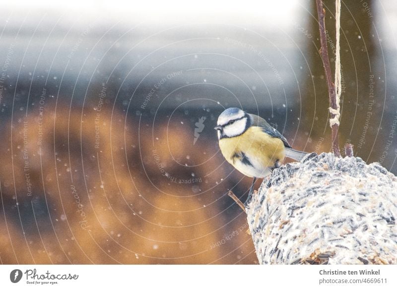 Tierliebe | Eine kleine glückliche Blaumeise sitzt auf einem großen 'Meisenknödel' 1 Blaumeise blue tits Vögel Wildvögel Gartenvögel Winterfütterung Schneefall