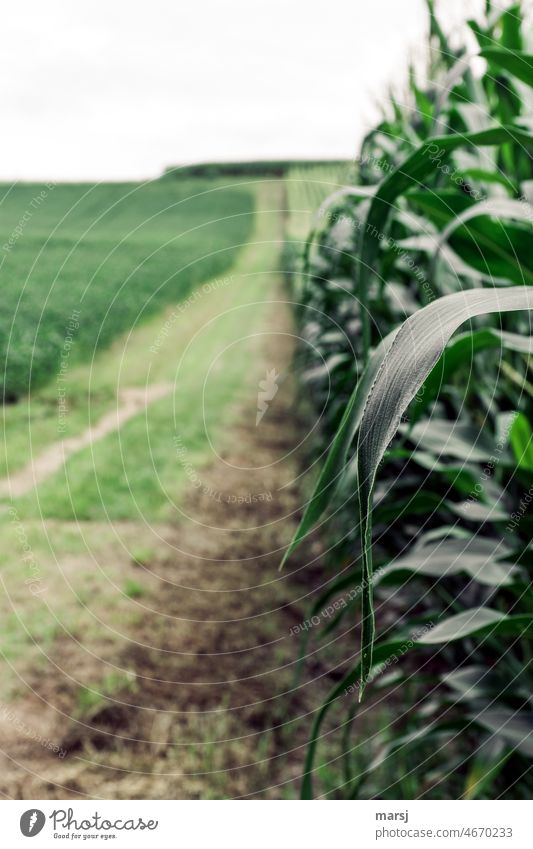 Maisfeld am Wegesrand. Ackerbau Futterpflanze Feld Landwirtschaft Nutzpflanze Landschaft Blätter verlaufend Wege & Pfade Natur knapper grün beruhigend