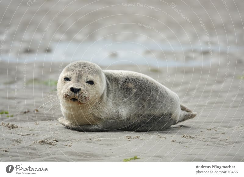 Junge Robbe am Strand Robben Seehund Kegelrobbe jung junge Amrum Meer Küste Natur Tier Tiere Nordsee Sand Menschenleer Wildtier Insel Urlaub Sommer süß