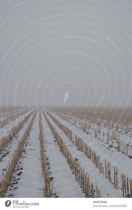 Abgemähte Reihen von Mais – wer weiß – in Zentralperspektive bis zum nebligen Horizont Landschaft Feld Acker Ackerbau Natur Landwirtschaft abgeerntet grafisch