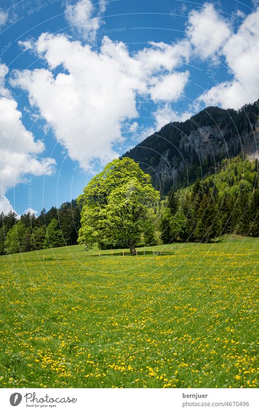 Ahorn im Sommer AHorn baum wiese blume wolke himmel berg alpen ahornboden frühling sonnig tag bayern strahlen Natur Wald Baum Blatt Wachstum wachsen Landschaft