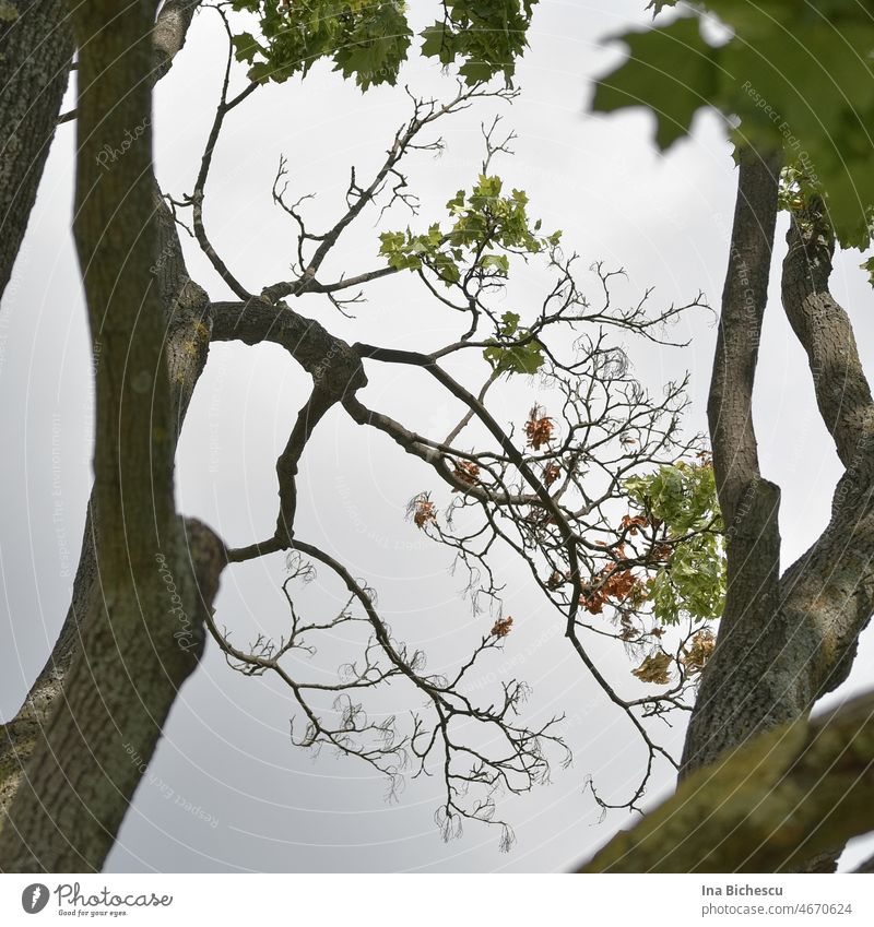 Ein Ast vom Spitzahorn mit wenige grüne Blätter auf dem Hintergrund vom klaren Himmel. acer platanoides Frühling frisch natürlich Pflanze Garten Wachstum