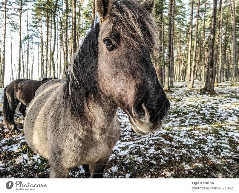 Pferd Tier Säugetier Nutztier Fressen braun Reitpferd Bauernhof Natur Außenaufnahme Gras Weide blau Himmel Landschaft Tierporträt Farbfoto Mähne Wiese Haustier