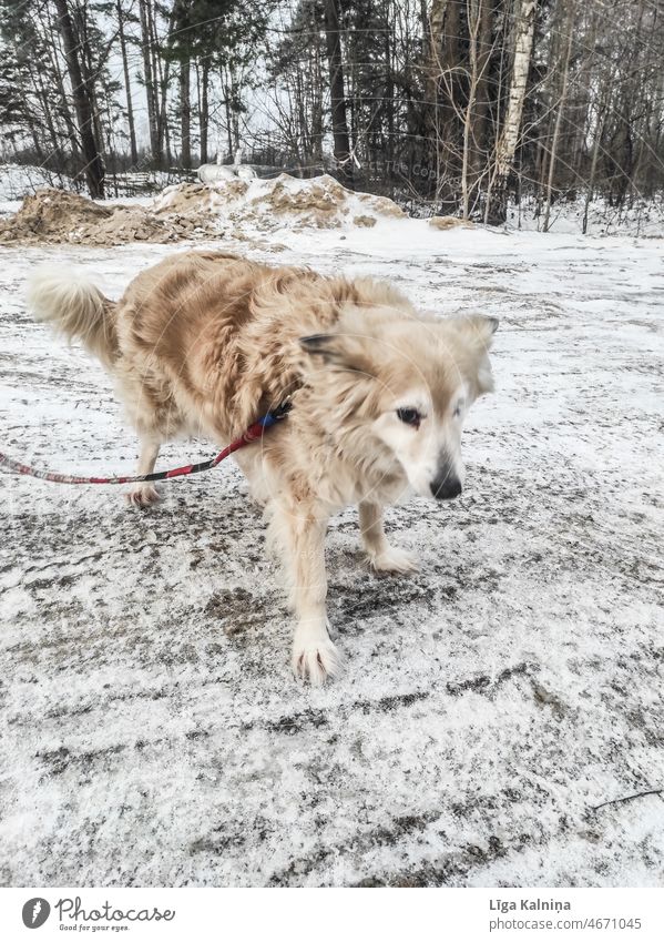 Einäugiger goldener alter Hund Tier Hunderasse jugendlich Haustier Familienhund Porträt Tierporträt züchten Kopf ein Auge