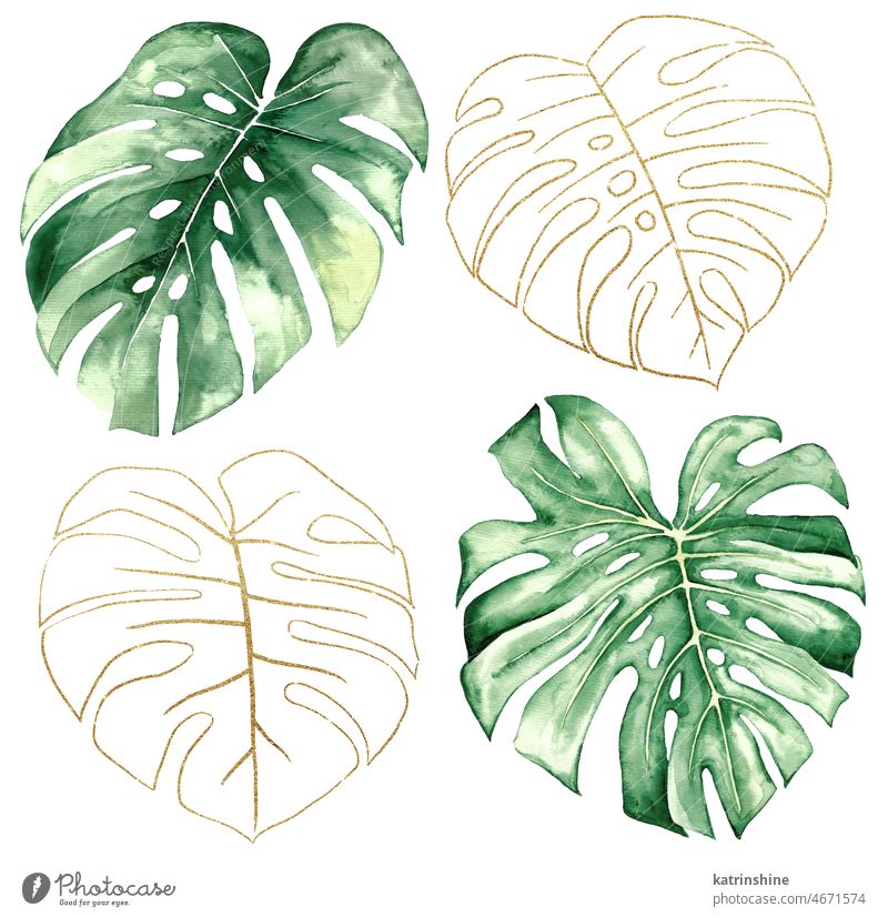 Grün und Golden Aquarell tropischen monstera Blätter Illustration botanisch Dekoration & Verzierung exotisch Laubwerk handgezeichnet vereinzelt Ornament Kulisse