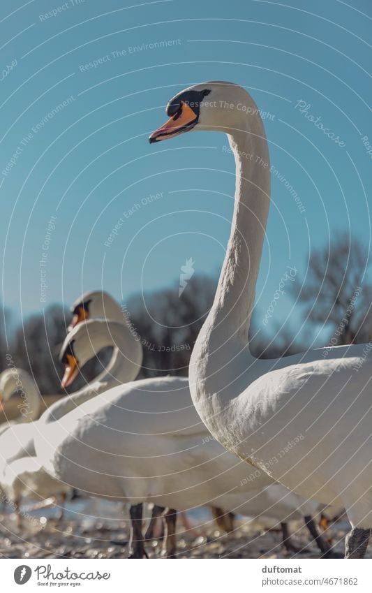 weißer Schwan vor blauem Himmel Schwanensee schwanenhals Natur Wasservogel Vogel Tier See Reinheit Unschuld Stolz Hals elegant schön Schnabel Flügel Feder