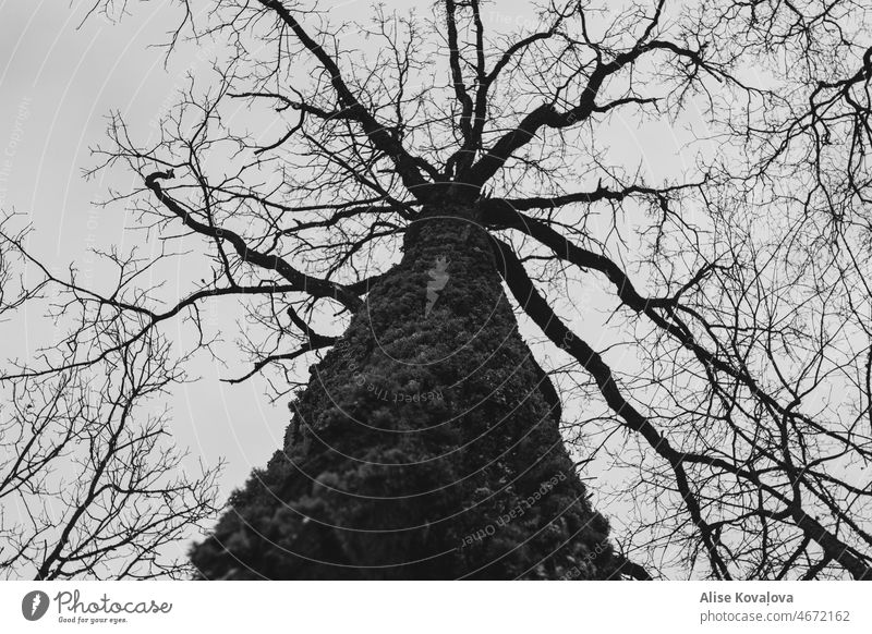 Blick nach oben zu einem Baum, schwarz-weißer Baum von unten Baum und Äste aufschauend Baumstamm Natur alter Baum hoch Moos mit Moos bewachsen