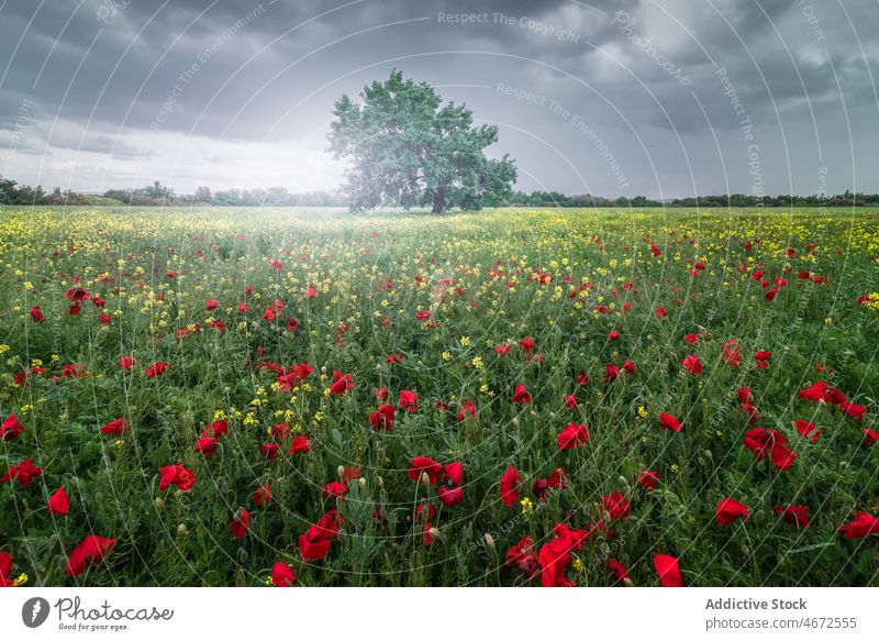 Blühendes Feld mit hohem Baum Wildblume Pflanze Flora Blütezeit Natur wachsen geblümt Blume Sommer Umwelt Botanik Wiese wolkig Wachstum vegetieren malerisch