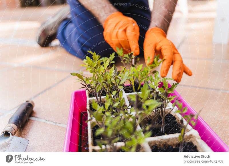 Unbekannter Gärtner nimmt Keimling aus dem Container Landwirt sprießen Pflanze kultivieren Aussaat Arbeit Ackerbau Gartenbau Agronomie vegetieren Wachstum Wand