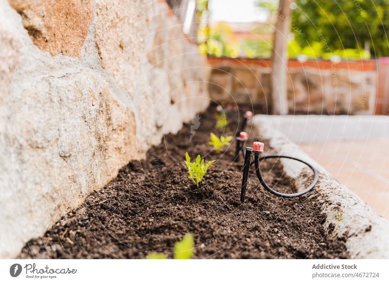 Gepflanzte Sprossen in der Nähe der Steinmauer sprießen Pflanze Boden Sprinkleranlage kultivieren Sommer wachsen Aussaat Ackerbau vegetieren Straße automatisch