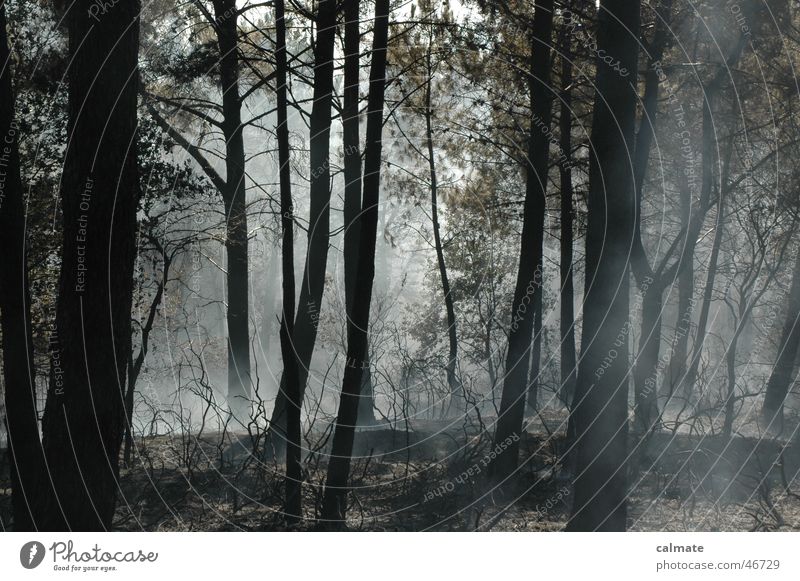 -- Waldbrand -- Baum glühen Rauch Natur Brand