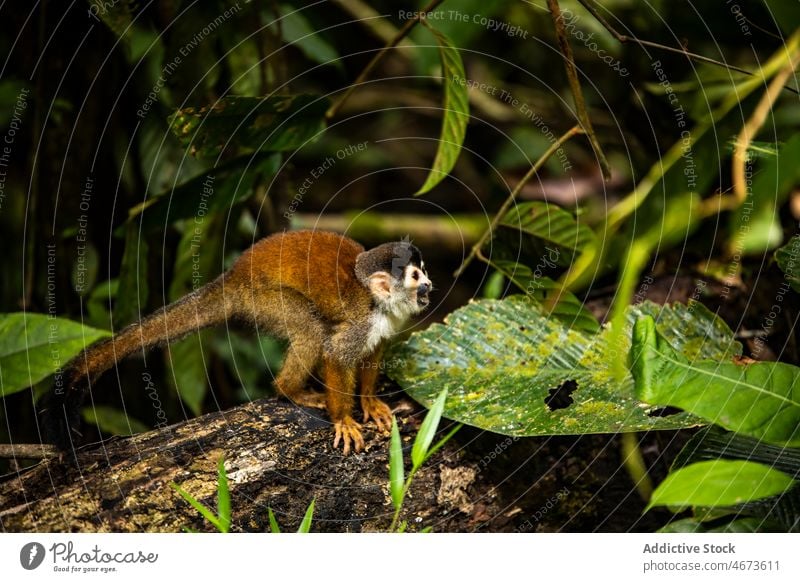 Kaapori-Kapuziner auf einem Ast Kapuzineriner kaapori Affe Baum Natur tropisch Wald exotisch Dschungel Lebensraum Cebidae Costa Rica Laubwerk Blatt Pflanze