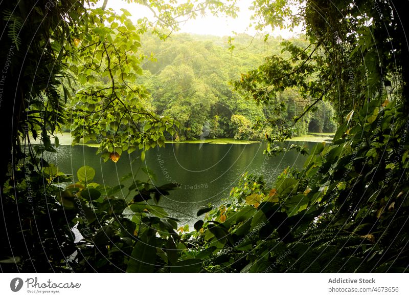 Plätschernder Fluss inmitten von grünen Bäumen Baum Küste Ufer Wasser Wald Laubwerk Pflanze Natur Flussufer Umwelt Sommer Blatt Rippeln aqua Waldgebiet Wälder