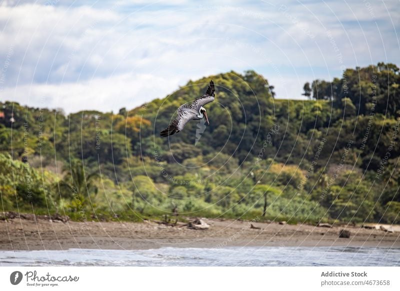 Pelikan fliegt über tropischen Strand Wasservogel Vogel Tierwelt Ornithologie Küste Ufer Wald Natur Sommer üppig (Wuchs) vegetieren Costa Rica Pelikanidae grün