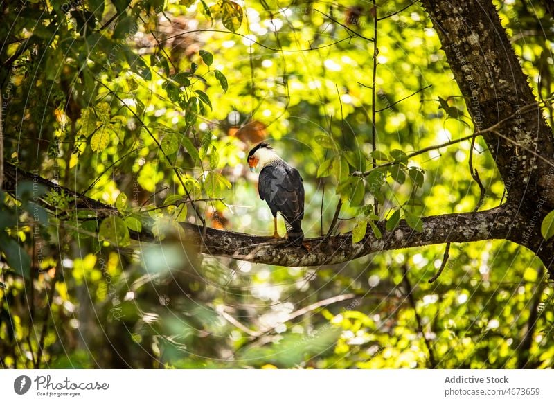 Schopfkarakara auf Ast Vogel Baum Natur Ornithologie Bargeld Tierwelt Wald Falconidae Laubwerk wild Umwelt Feder Sommer Lebensraum Wälder Blatt Waldgebiet