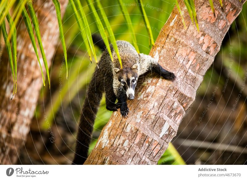 Nasenbär auf Baumstamm Tier Kofferraum Natur Wald exotisch wild Kreatur Lebensraum Bargeld coatimundis Procyonidae nasua Laubwerk Blatt Tierwelt krabbeln Umwelt