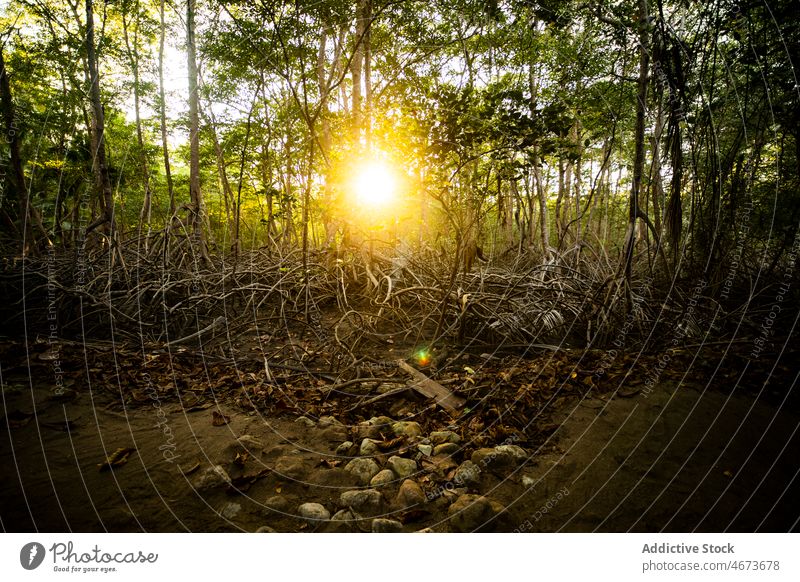 Bäume mit Wurzeln im Wald Baum Sonnenlicht Pflanze Natur Wälder wachsen tropisch Regenwald Umwelt Sommer üppig (Wuchs) vegetieren Costa Rica grün malerisch