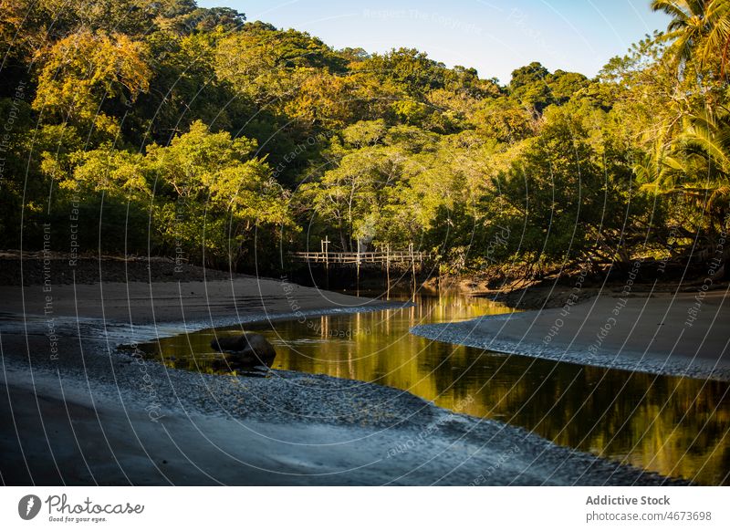 Fluss inmitten von grünen Bäumen in der Natur Wasser Baum Küste Ufer Wald Pflanze fließen Flussufer Umwelt Sommer Rippeln aqua üppig (Wuchs) vegetieren