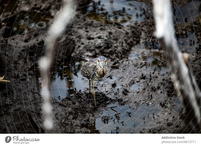 Schwarzkappenreiher auf nassem Boden Vogel schwarz gekrönt wild Reiher Natur Lebensraum Ornithologie Bargeld Schmutz Kreatur Schlamm Sommer Fauna Sommerzeit