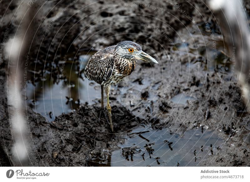 Schwarzkappenreiher auf nassem Boden Vogel schwarz gekrönt wild Reiher Natur Lebensraum Ornithologie Bargeld Schmutz Kreatur Schlamm Sommer Fauna Sommerzeit