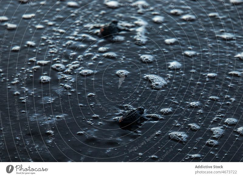 Kleine Schildkröte auf dem Boden kriechend Tier krabbeln Reptil Tierwelt schleichen Sand Natur Landschaft natürlich klein Lebensraum Erreichen erreichen Baby