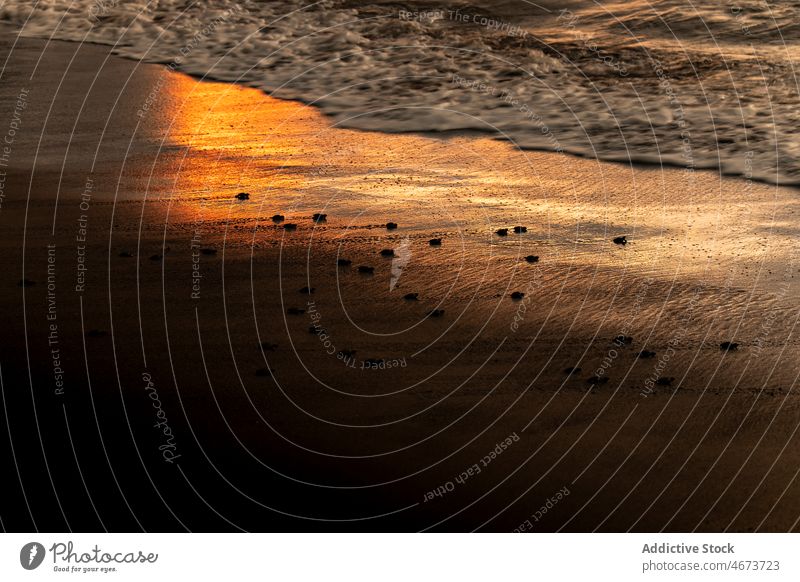 Baby-Schildkröten am Meer in der Dämmerung krabbeln Reptil Meereslandschaft Sonnenuntergang MEER winken Abenddämmerung Tierwelt Sand Natur Landschaft natürlich