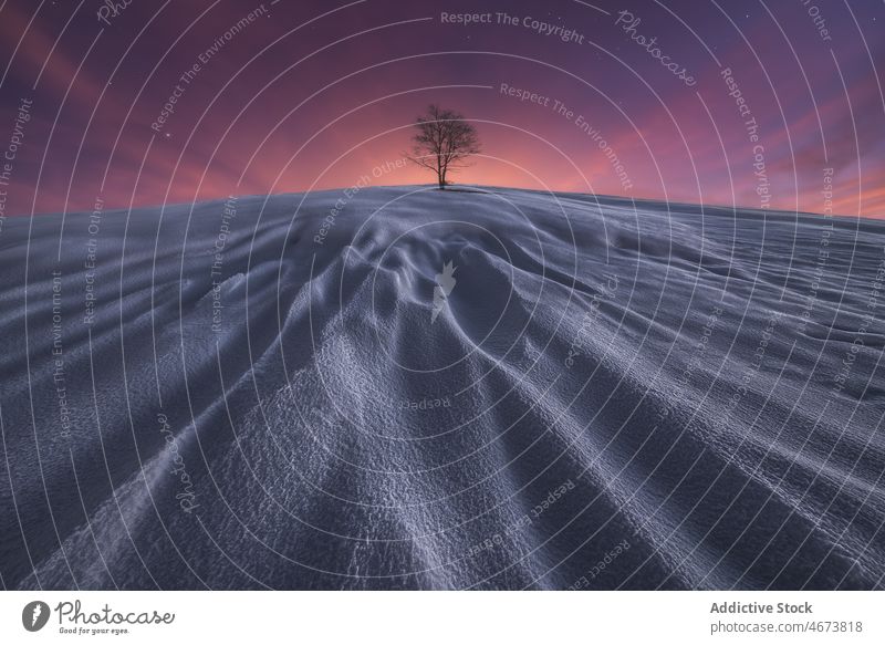 Landschaftlicher Blick auf einen Baum im Winterfeld Feld Nacht laublos Schnee Himmel Stern sternenklar Tal malerisch dunkel Winterzeit gefroren majestätisch