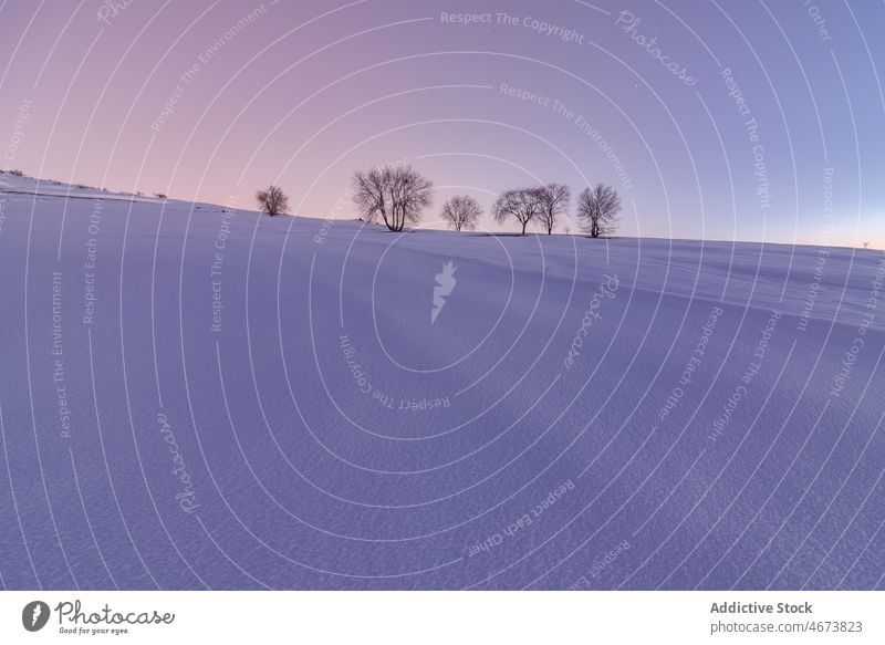 Landschaftliche Ansicht von Bäumen im Winterfeld Feld Nacht Baum laublos Schnee Himmel Stern sternenklar Tal malerisch dunkel Winterzeit gefroren majestätisch