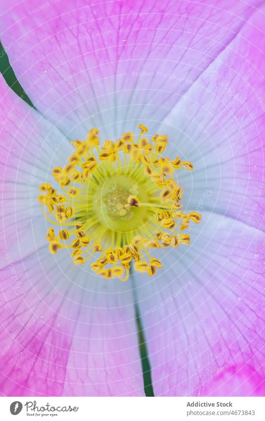 Rosa canina Blume im Garten rosa canina Flora Blütezeit Pflanze Gartenbau kultivieren geblümt Sommer Botanik Wachstum Hundsrose wachsen farbenfroh botanisch