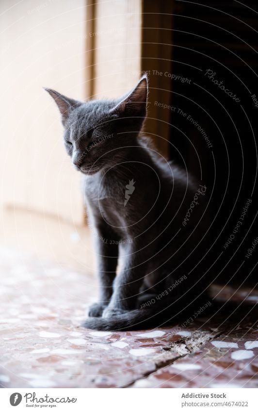 Russisch blaue Katze in der Tür Russisch Blau Katzenbaby Haustier Tier katzenhaft Säugetier Bargeld Türöffnung Kreatur Eingang heimisch bezaubernd grau klein