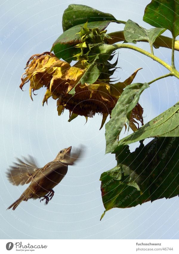 spatz Vogel Spatz Blume Sonnenblume fliegen