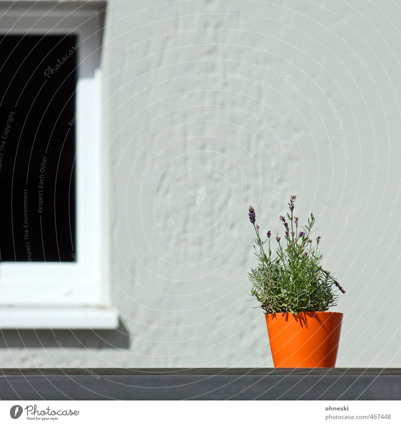 Farbtupfer Pflanze Lavendel Fassade Fenster Blumentopf orange Dekoration & Verzierung Farbfoto mehrfarbig Außenaufnahme Textfreiraum oben Textfreiraum Mitte Tag