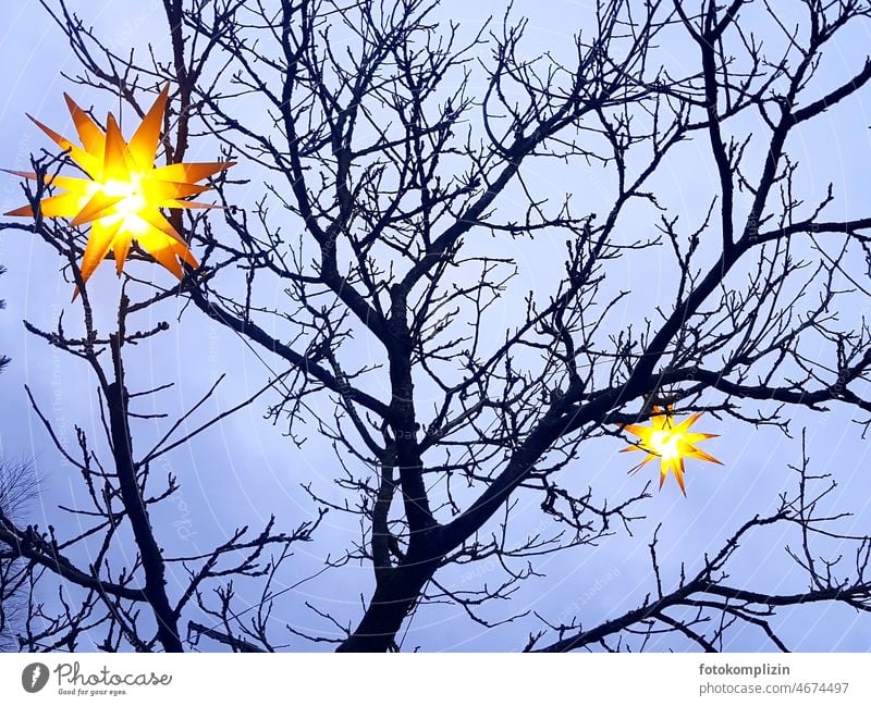 Zwei große leuchtende Sternenlampions in einem kahlen Baum Weihnachtszeit Himmel Sternenlicht Licht Winter Adventszeit Weihnachten & Advent Weihnachtsdekoration