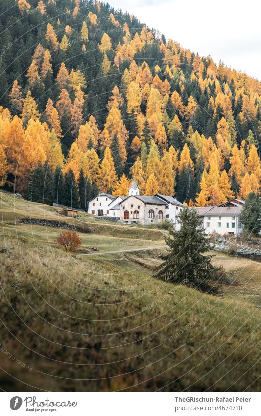 Engadiner Dorf im Herbst Wiese Wald Kirche Lerche Farbfoto Menschenleer Berge u. Gebirge Landschaft Natur Außenaufnahme Himmel Tag Baum Feld wiesen