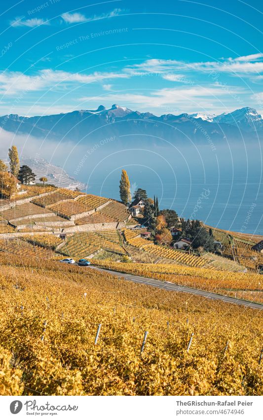 Rebberg im Herbst mit Berge und See im Hintergrund Reben rebberg Weinbau Straße Auto gelb gelblich braun Natur Außenaufnahme Landwirtschaft Weinrebe Weinberg