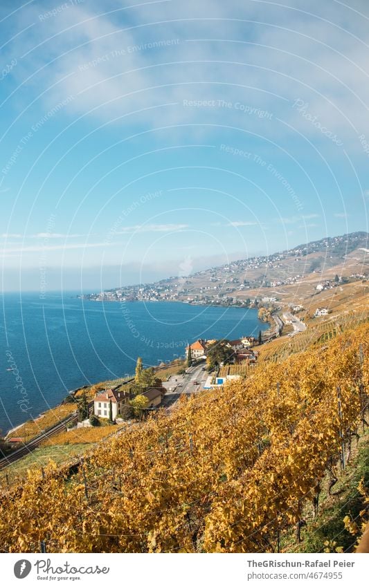 Rebberg im Herbst am Genfersee Reben rebberg Weinbau Straße Auto gelb gelblich braun Natur Außenaufnahme Landwirtschaft Weinrebe Weinberg Landschaft See