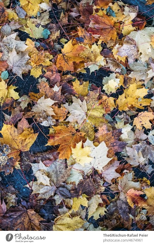 Bunte Blätter im herbst Herbst bunt braun gelb herbstlich Natur Herbstlaub Blatt