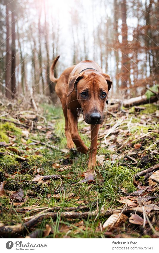 Rhodesian Ridgeback läuft auch den Wald Hund Hundeblick gegenlicht Tier Außenaufnahme Tierporträt Farbfoto Hundekopf Tiergesicht Schnauze ridgeback jagdhund