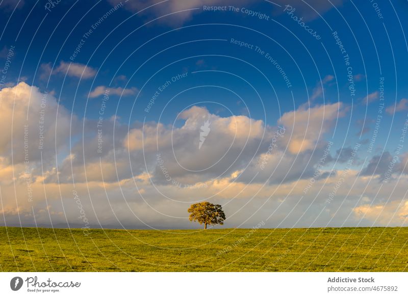 Baum in grasbewachsenem Feld am Abend Natur Pflanze kastilla la mancha Gras Flora Toledo Umwelt Sommer malerisch Gelände Spanien Landschaft Wachstum wild