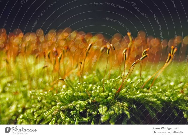 Sporenkapseln vom Schlafmoos im Gegenlicht mit schönem Bokeh Umwelt Natur Pflanze Herbst Moos Wald braun gelb gold grün Bohek Farbfoto Außenaufnahme Nahaufnahme