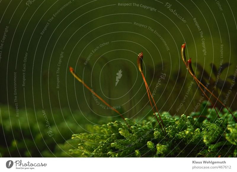 Schlafmoos mit Sporenkapseln, in ihnen hoffen tausende Sporen auf ein Chance zum Neubegin und im Hintergrund tausende und abertausende ihresgleichen. Pflanze