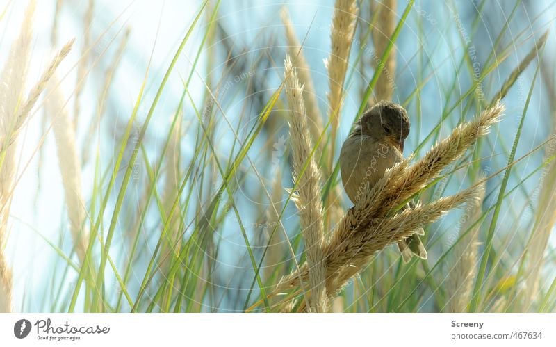 Futtersuche Natur Tier Sommer Gras Sträucher Küste Nordsee Insel Langeoog Stranddüne Wildtier Vogel Spatz 1 Gelassenheit ruhig Appetit & Hunger Zufriedenheit