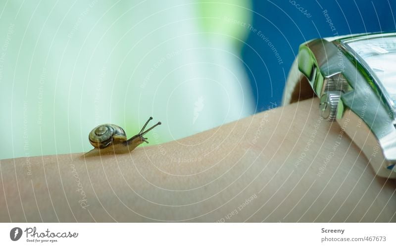 Rennen gegen die Zeit Uhr Haut Arme Natur Tier Armbanduhr Schnecke 1 rennen warten klein Sympathie Tierliebe Gelassenheit geduldig ruhig Abenteuer anstrengen